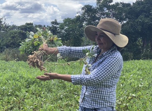 Los Gallo: 60 años cosechando maní en suelo venezolano