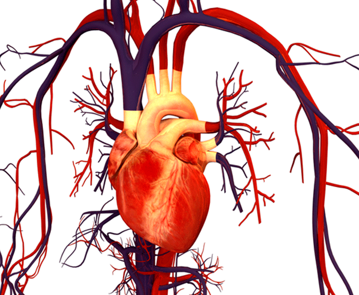 sistema cardiovascular 