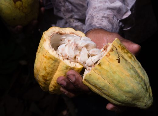 cacao latinoamericano