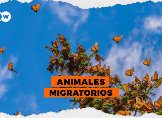 Animales migratorios