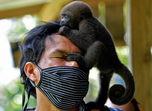 El hombre que protege a monos huérfanos por la cacería en la selva colombiana