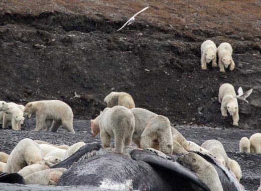 Osos polares son un grito contra el cambio climático