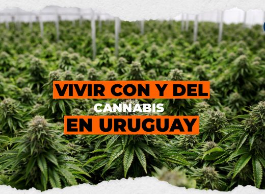 Vivir con y del cannabis en Uruguay