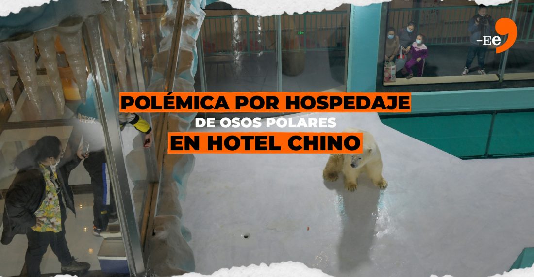 Polémica por hospedaje de osos polares en hotel chino