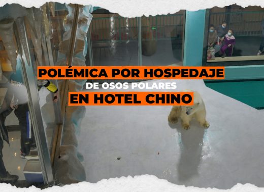 Polémica por hospedaje de osos polares en hotel chino