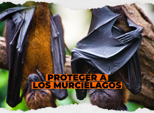 Proteger a los murciélagos