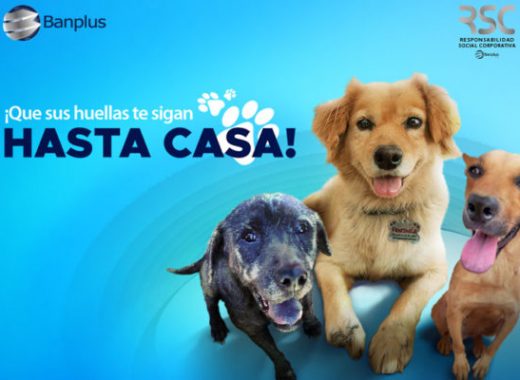 Banplus abre "Patitas felices", programa de adopción de perros en situación de calle