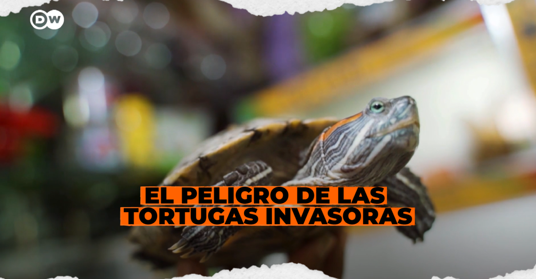 El peligro de las tortugas invasoras