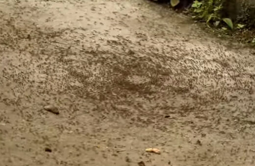 Conoce el "Molino de hormigas": el raro fenómeno que termina en muerte
