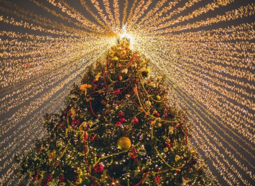Los pinos de Navidad: una tradición que se convierte en súper producción