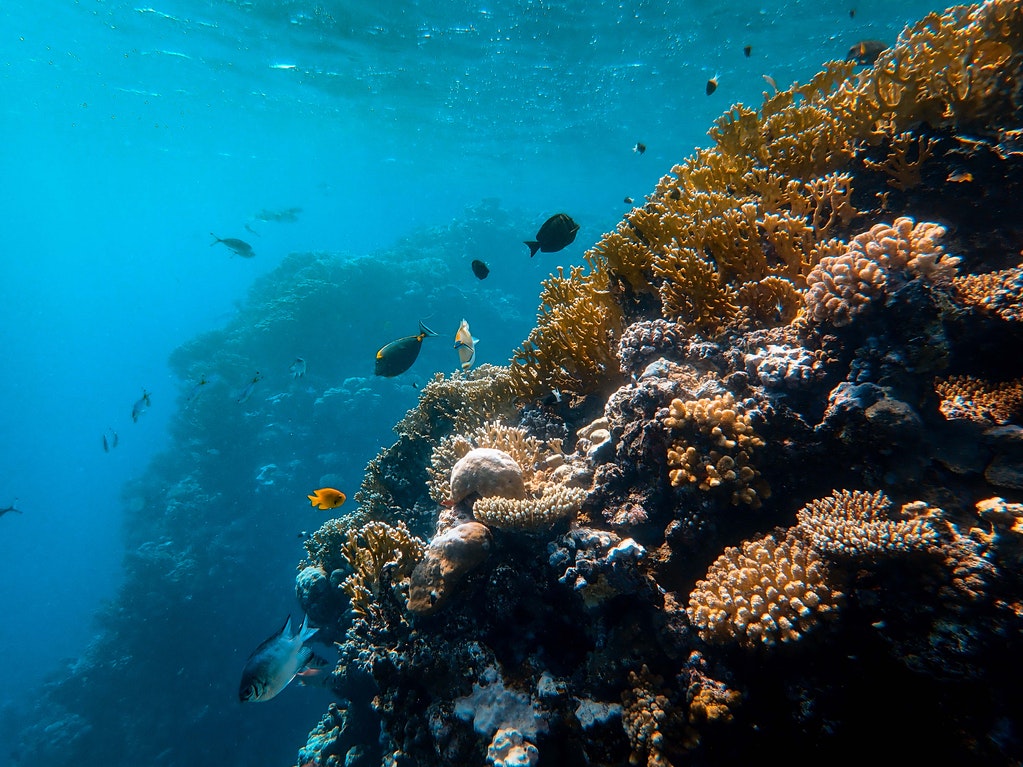 arrecifes de coral