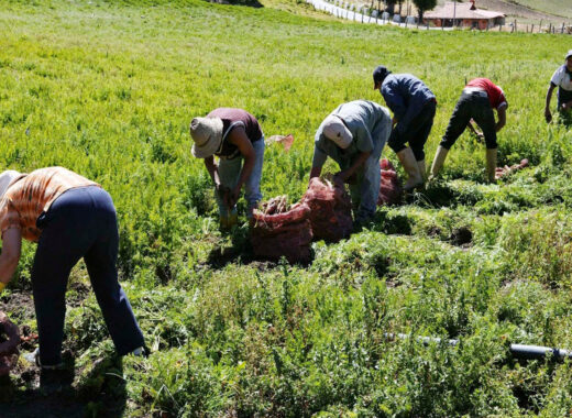 Celso Fantinel: el agro venezolano necesita incentivos para producir más (+ Audio)