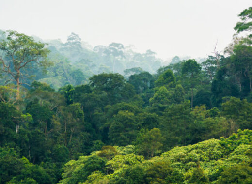 Así ayudan los bosques tropicales al planeta (estudio)