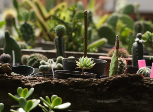Doctor en Matas: la jardinería como exitosa ecoterapia