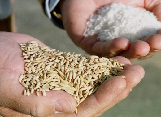 Fedeagro: producción de arroz en Venezuela podría crecer 66 % en 2022