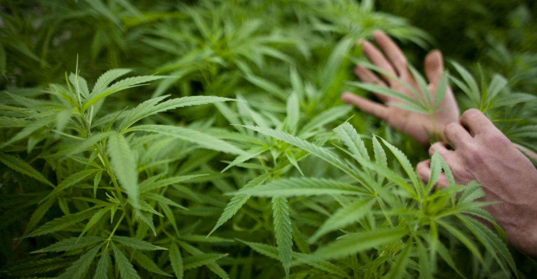 Marihuana