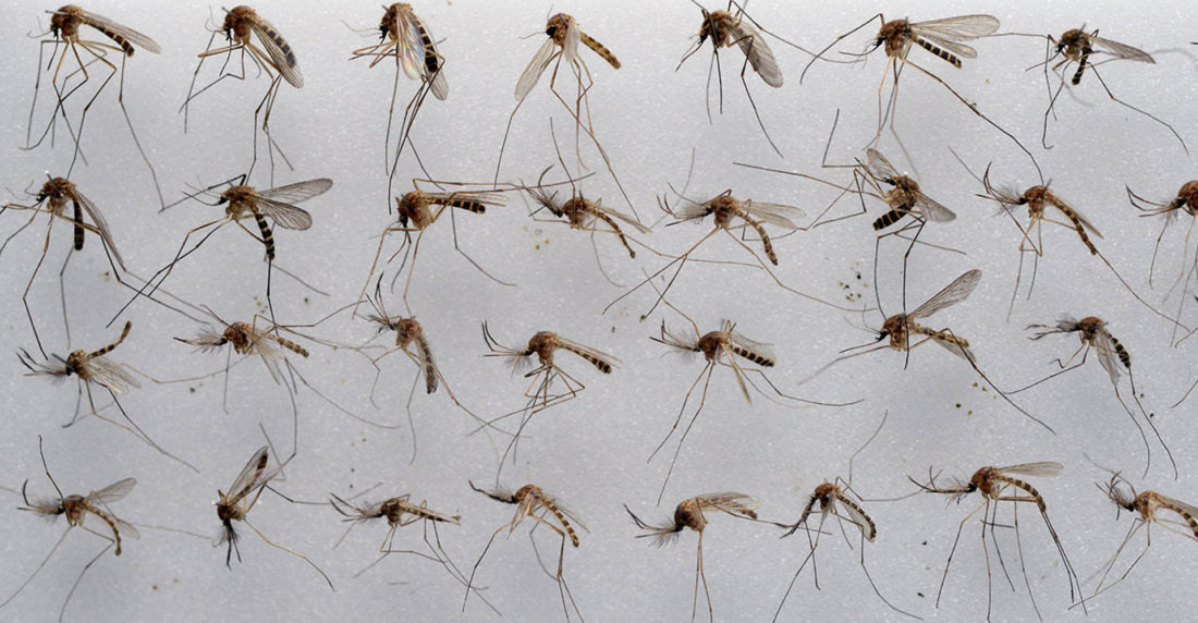 Chikungunya