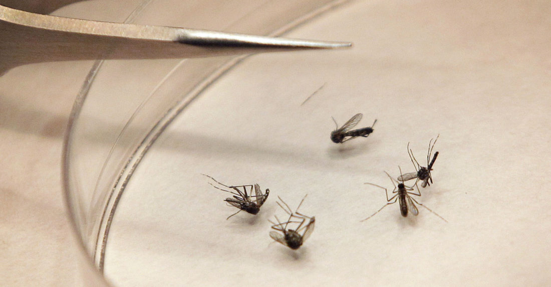 Chikungunya