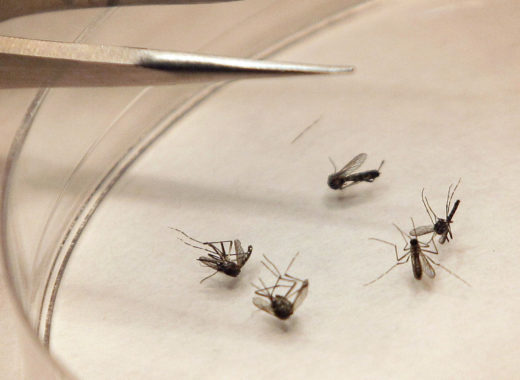 Chikungunya