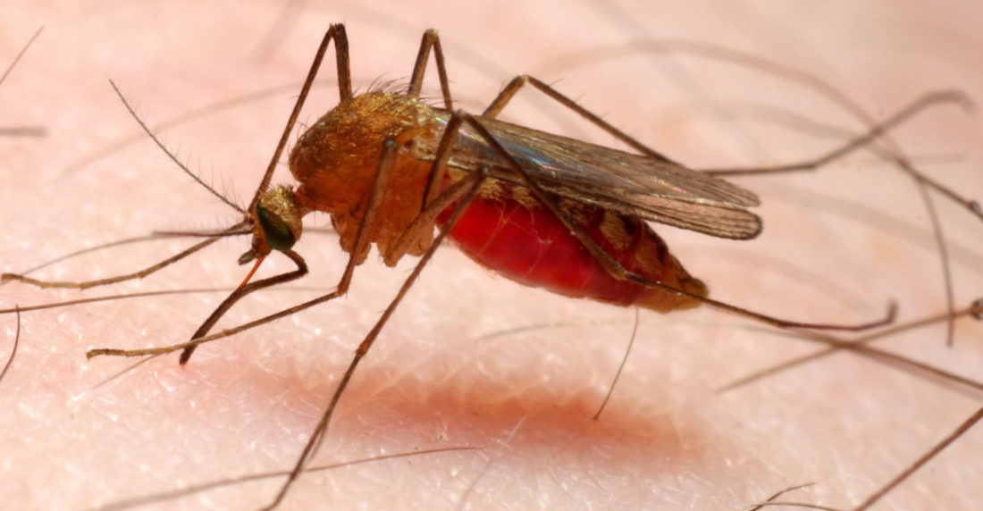 malaria-zancudo
