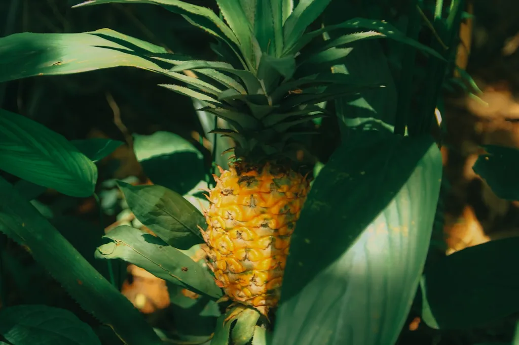 Piña para eliminar la grasa, toxinas e hinchazón