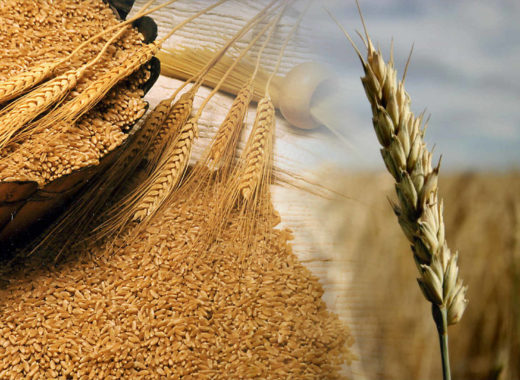 trigo dime qué comes