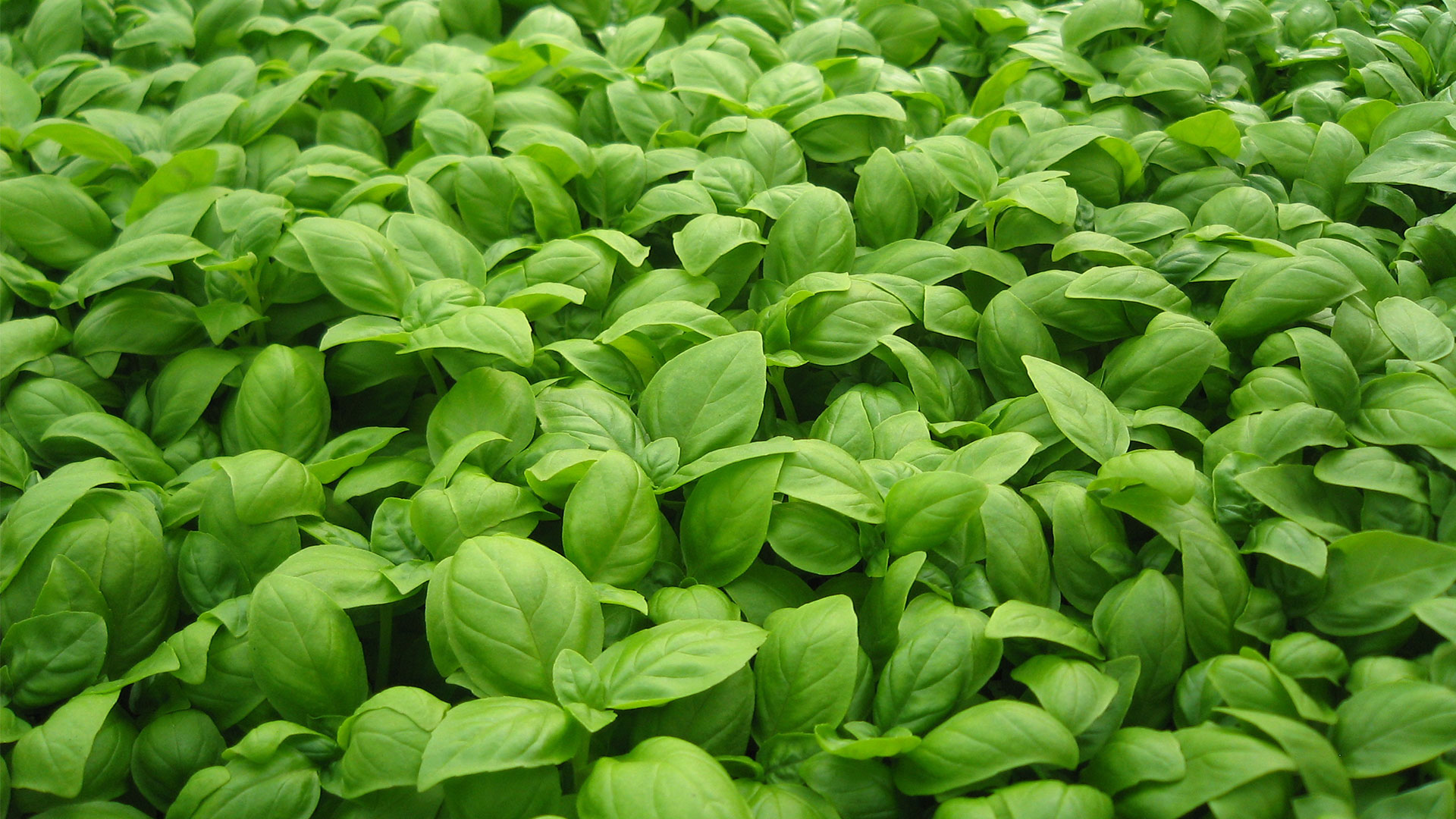 Albahaca - Ocimum basilicum | Bienmesabe