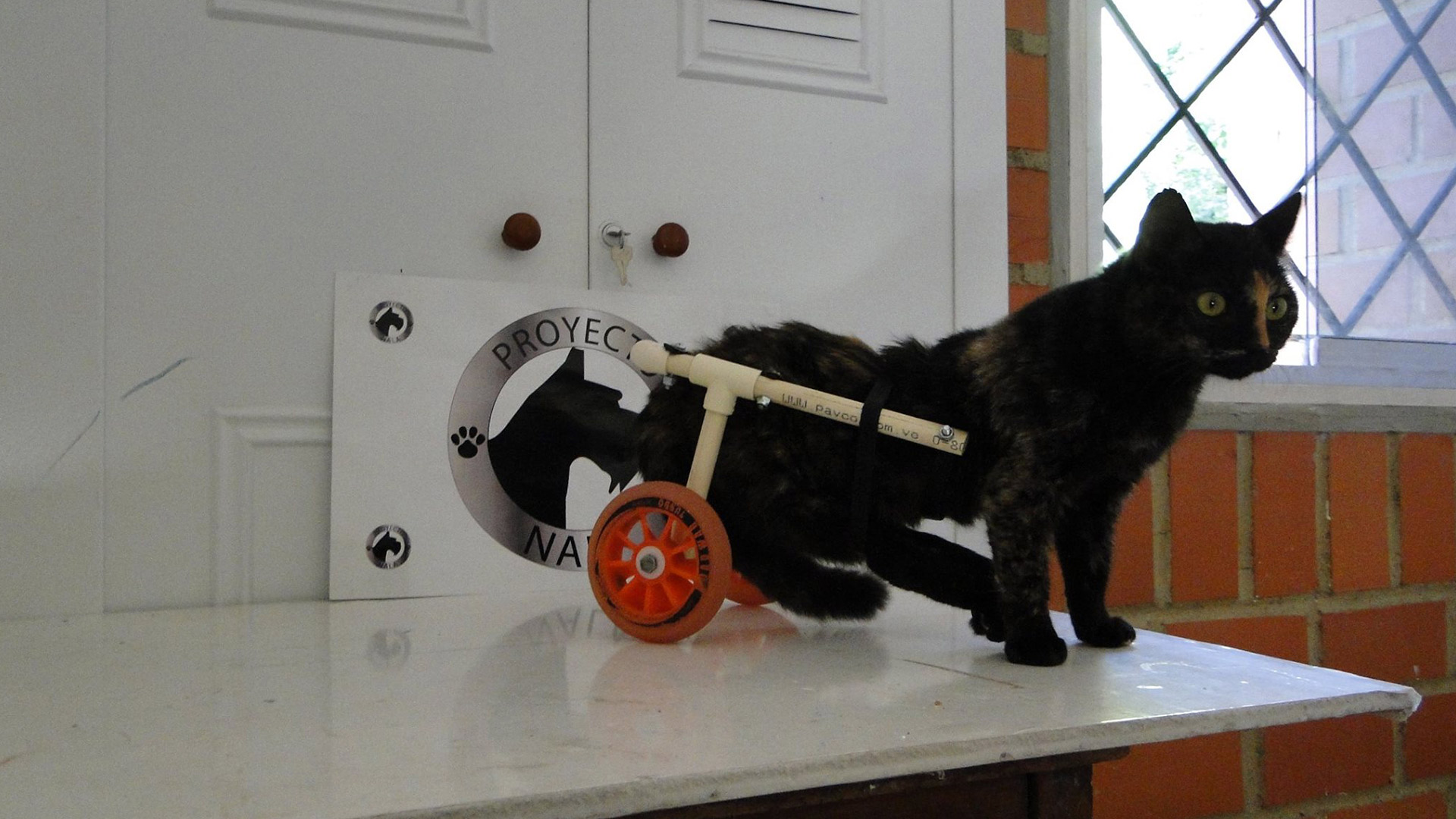 gato-proyecto-nala-clímax