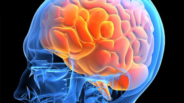 cerebro
