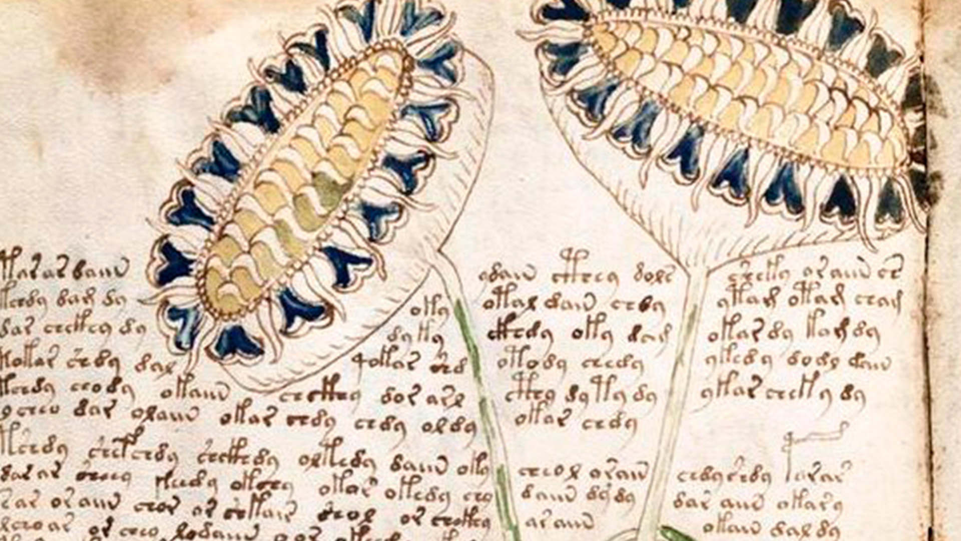 Voynich1
