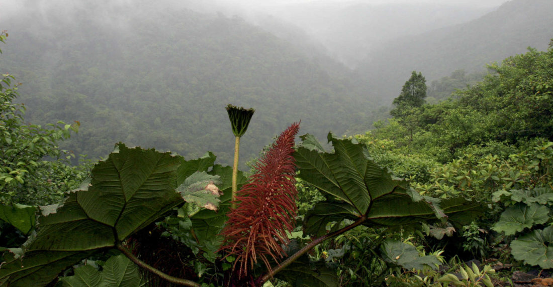 Selva amazónica