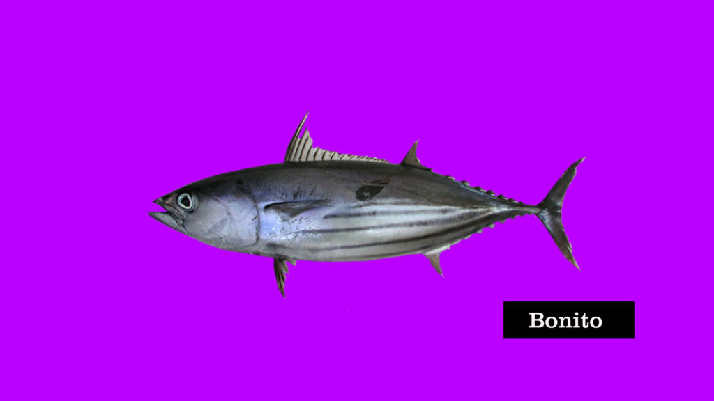 Bonito, fish, pescados