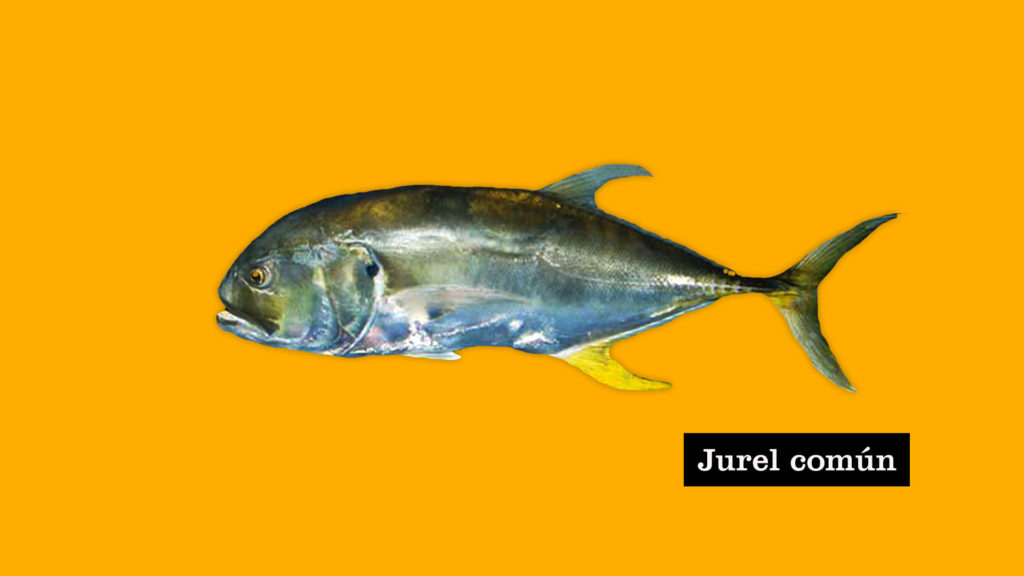 jurel, pescados, fish