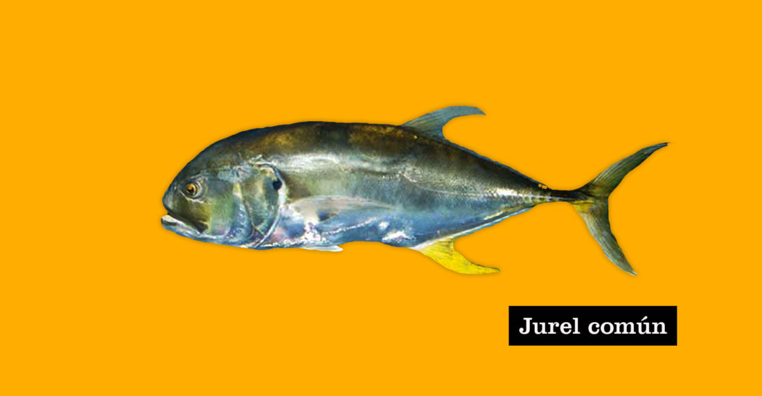 jurel, pescados, fish
