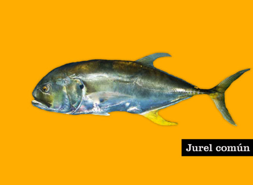 jurel, pescados, fish