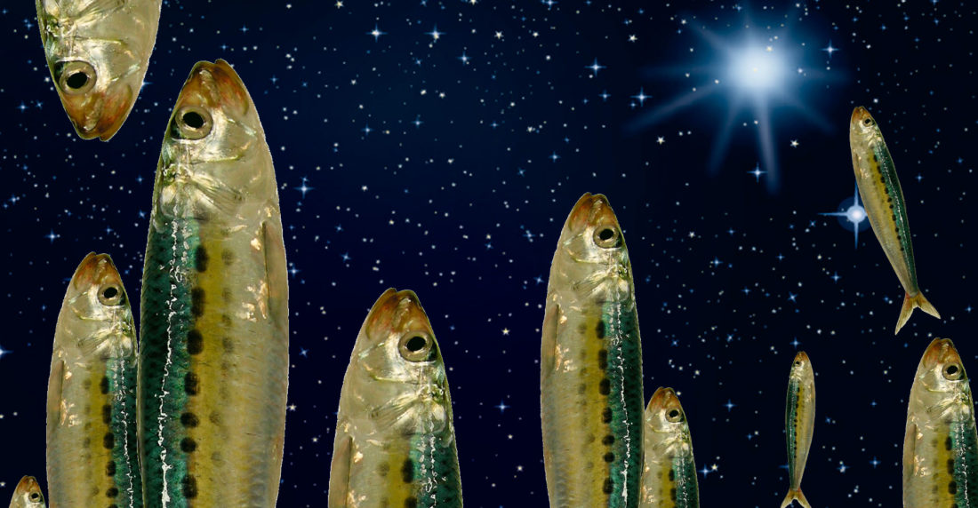 sardinas, san juan, españa