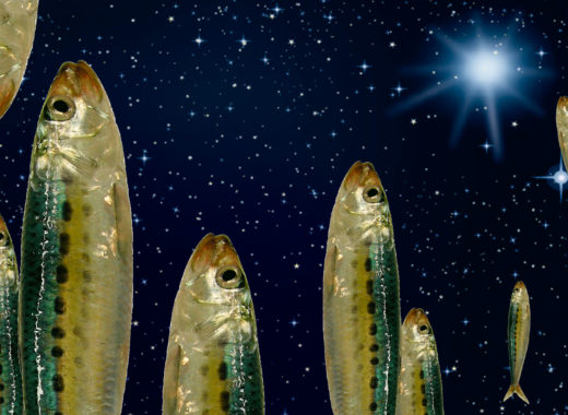 sardinas, san juan, españa