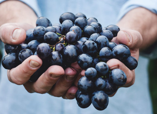 uvas, china, terroir