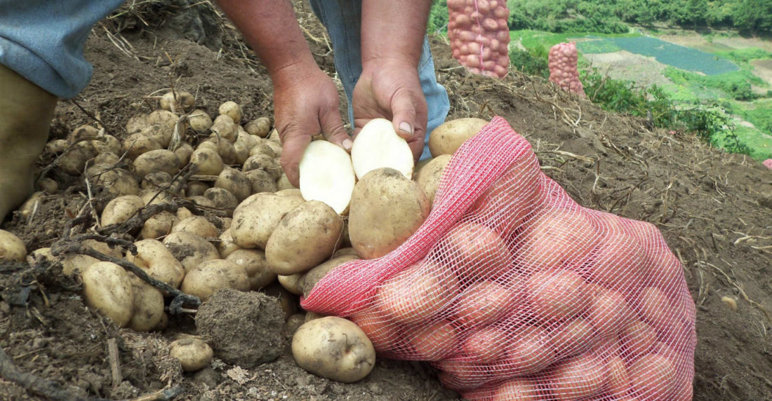 IICA OPS alimentos seguridad