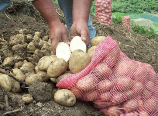 IICA OPS alimentos seguridad