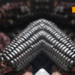 mercado peruano en caracas, maíz negro, cocina peruana, mercados libres