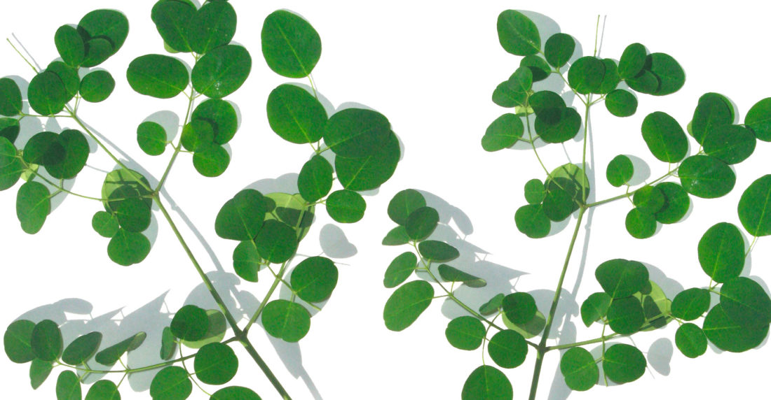 moringa