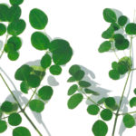 moringa