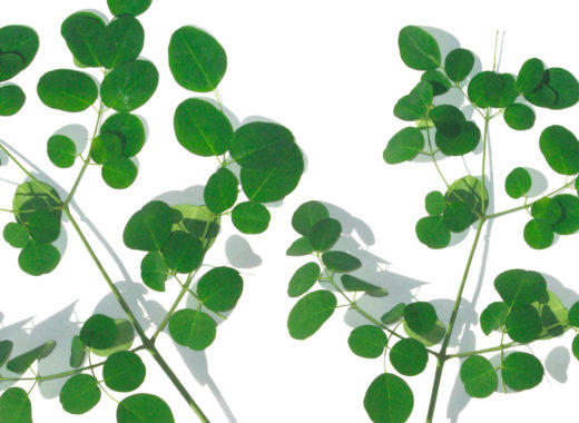 moringa