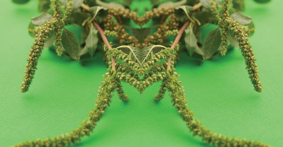 pira, yerba caraca, amaranto, oxigenante cerebral