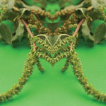 pira, yerba caraca, amaranto, oxigenante cerebral