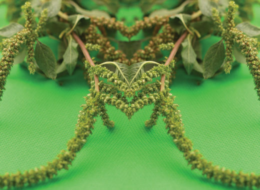 pira, yerba caraca, amaranto, oxigenante cerebral