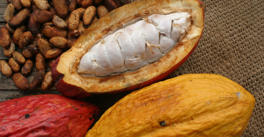 ecuador exquisito, sidney, cacao fino