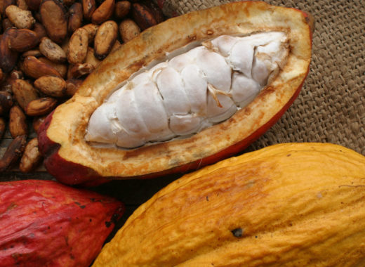 ecuador exquisito, sidney, cacao fino