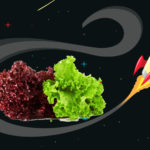 lechuga, caius apicius